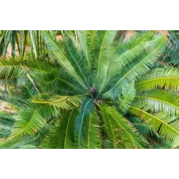 Green Palm Trees 